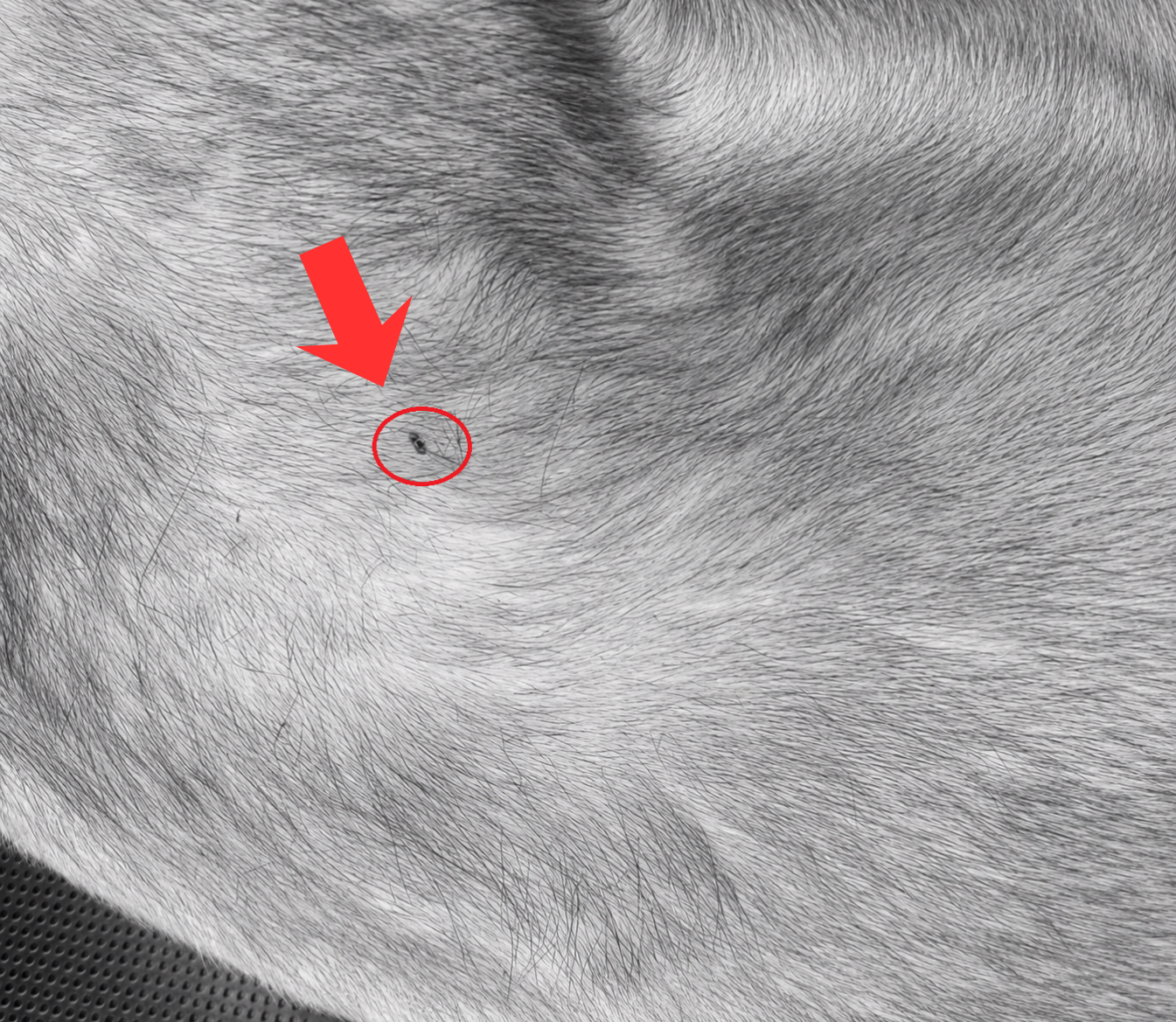 Pet fur after AI enhancement showing hidden tick