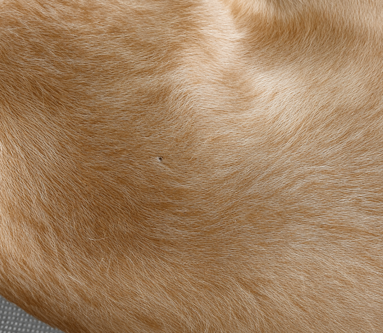 Pet fur before AI enhancement